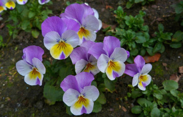 Картинка цветы анютины глазки садовые фиалки лепестки