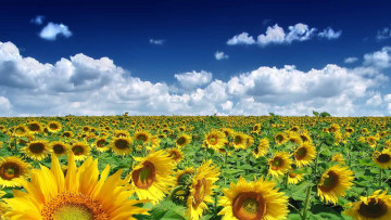 Картинка цветы подсолнухи