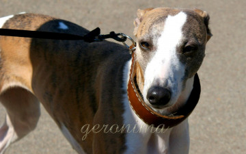 Картинка автор geronima животные собаки whippet