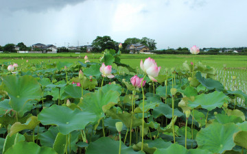 Картинка цветы лотосы