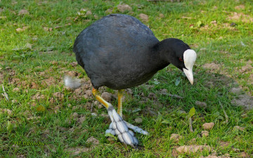 Картинка животные птицы птица