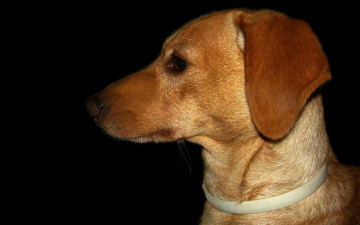 Картинка животные собаки профиль