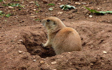Картинка животные суслики сурки зверек