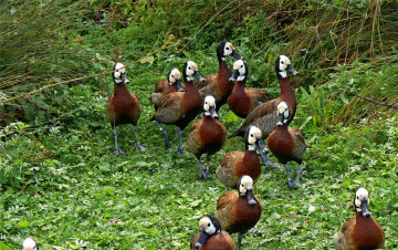 Картинка животные утки