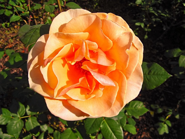 Обои картинки фото цветы, розы, бутон