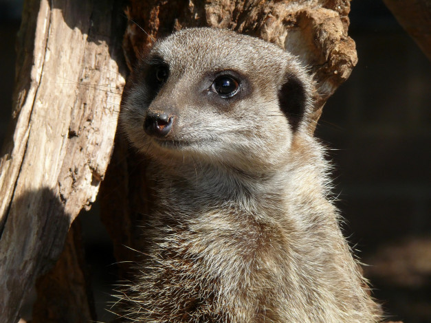 Обои картинки фото животные, сурикаты, зверек