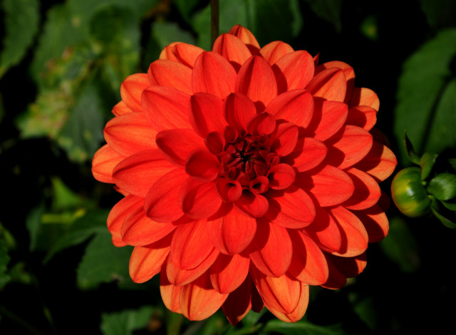 Обои картинки фото цветы, георгины, бутон