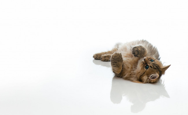 Обои картинки фото животные, коты, котёнок