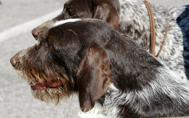 Обои картинки фото автор, geronima, животные, собаки, охотничьи