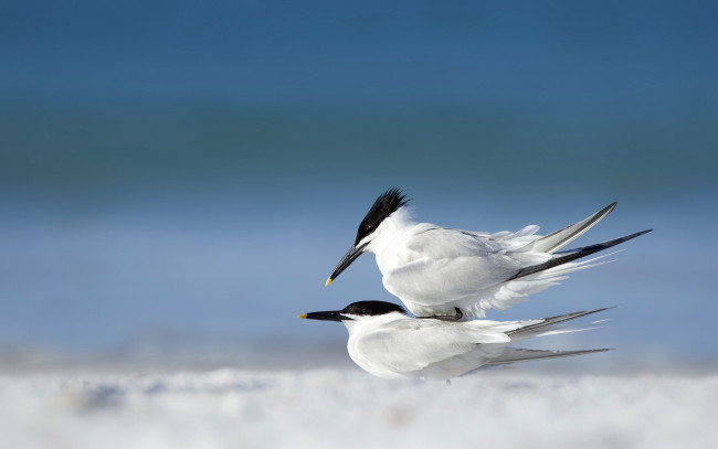 Обои картинки фото животные, Чайки, бакланы, крачки, пирамида