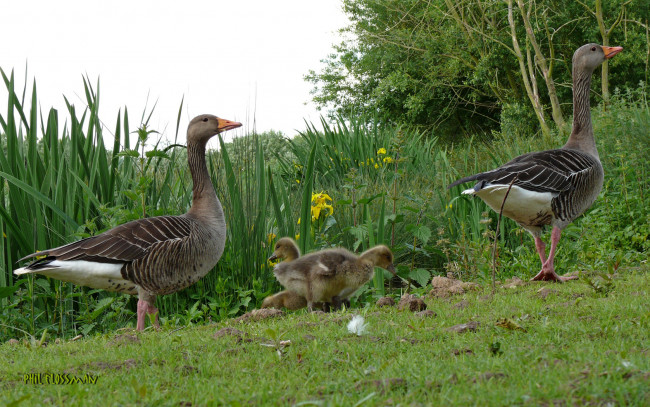 Обои картинки фото животные, гуси