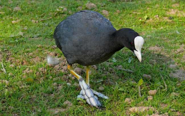 Обои картинки фото животные, птицы, птица