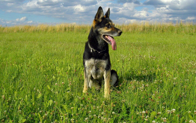 Обои картинки фото животные, собаки, овчарка