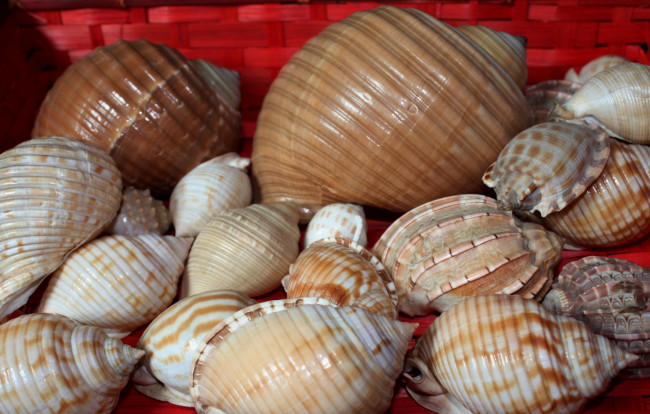 Обои картинки фото разное, ракушки, кораллы, декоративные, spa, камни