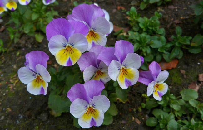 Обои картинки фото цветы, анютины, глазки, садовые, фиалки, лепестки