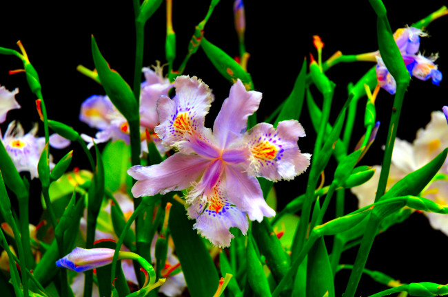 Обои картинки фото цветы, ирисы, сиреневый