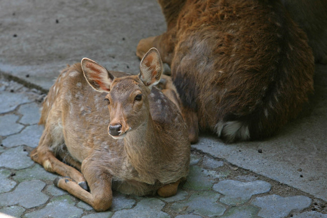 Обои картинки фото животные, олени, олень