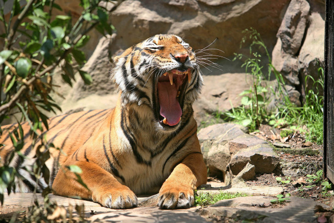 Обои картинки фото животные, тигры, тигр