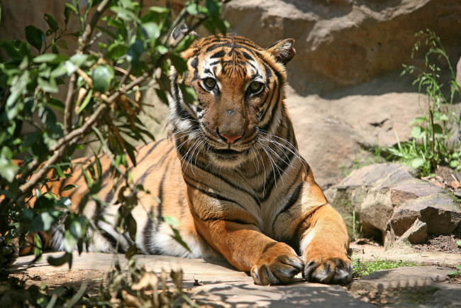 Обои картинки фото животные, тигры, тигр