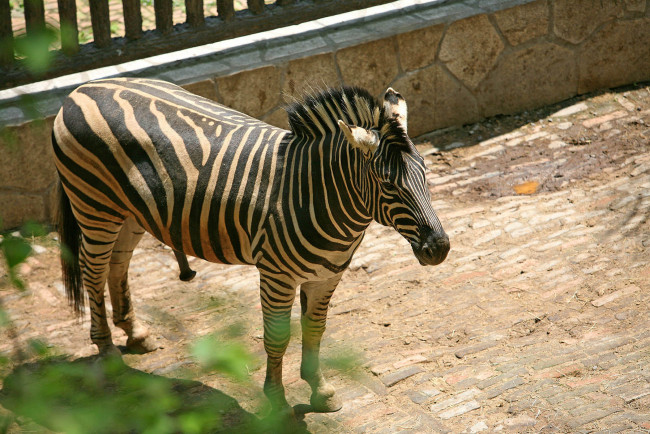 Обои картинки фото животные, зебры, зебра