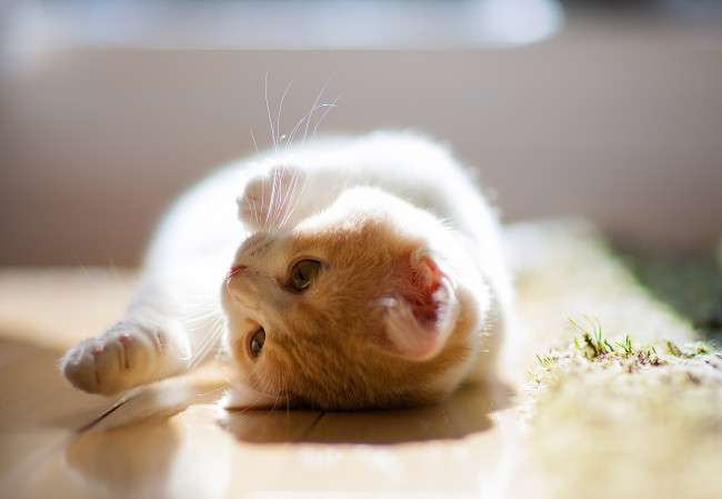 Обои картинки фото животные, коты, котёнок