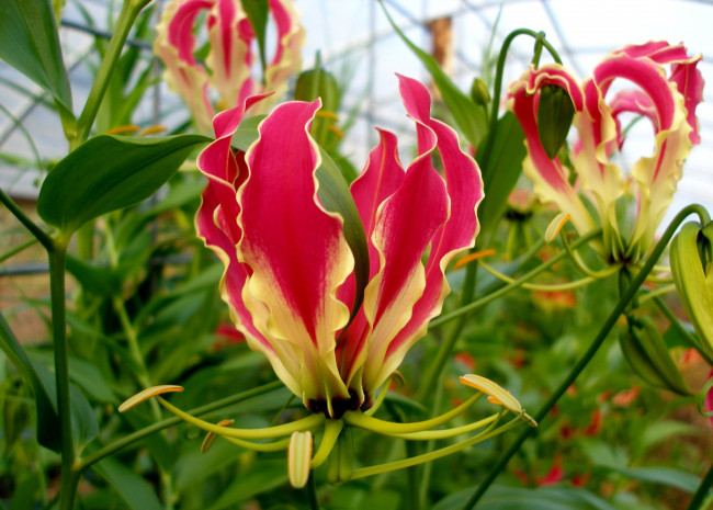 Обои картинки фото цветы, глориоза, лепестки, красный