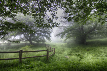 Картинка природа лес деревья