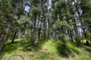 Картинка природа лес деревья