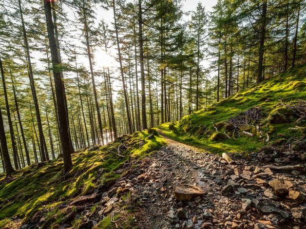 Обои картинки фото природа, лес, деревья