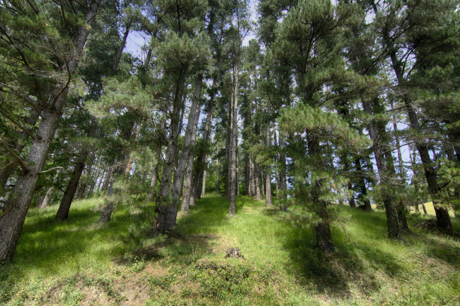 Обои картинки фото природа, лес, деревья