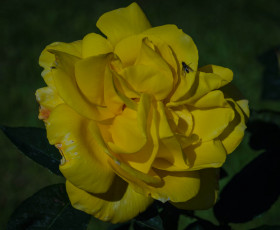 Картинка цветы розы роза