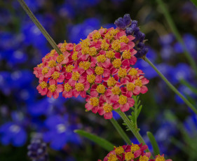 Картинка цветы луговые+ полевые +цветы оранжевый