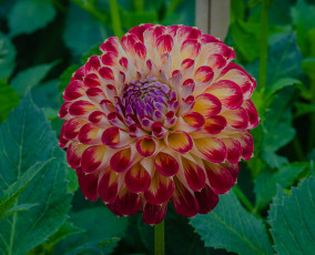 Картинка цветы георгины георгина