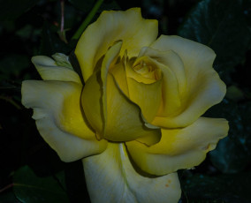 Картинка цветы розы жёлтая