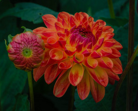 Картинка цветы георгины оранжевые