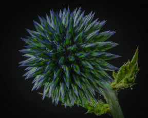 обоя цветы, Чертополох,  репейник, колючка