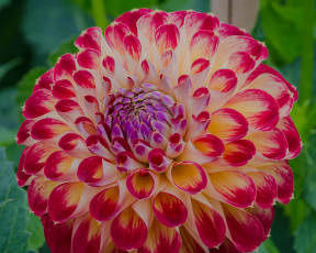 Картинка цветы георгины георгина