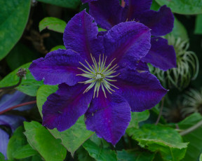 Картинка цветы клематис+ ломонос фиолетовый