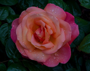 Картинка цветы розы роза