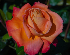 Картинка цветы розы роза