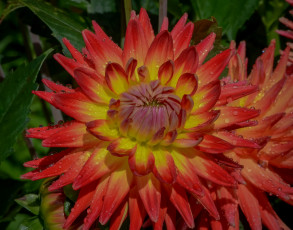 Картинка цветы георгины огненная