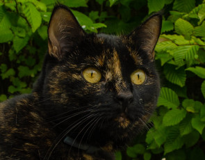 Картинка животные коты кошка