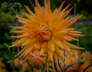 Картинка цветы георгины оранжевый