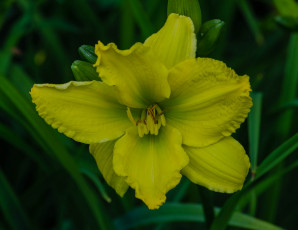 Картинка цветы лилии +лилейники жёлтая