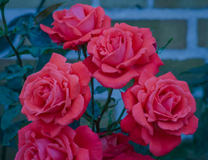 Картинка цветы розы красные