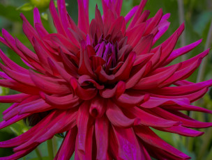 Картинка цветы георгины красная