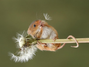 Картинка животные крысы +мыши мышь