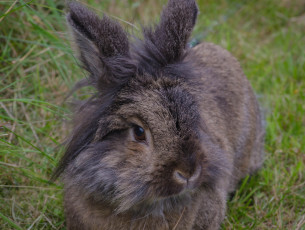 Картинка животные кролики +зайцы кролик