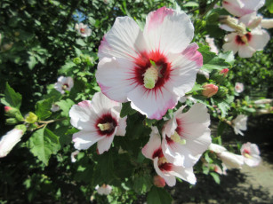 Картинка цветы гибискусы гибискус куст