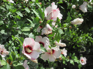 Картинка цветы гибискусы куст гибискус